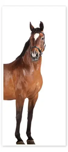 Horse in the Hallway de Kidz Collection Editors Choice