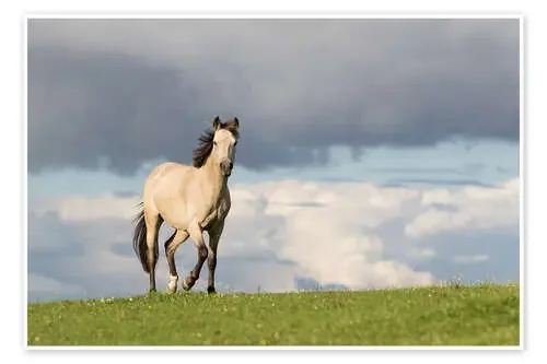 Horse in the summer in the meadow de Monika Leirich