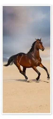 Horse on the beach Editors Choice