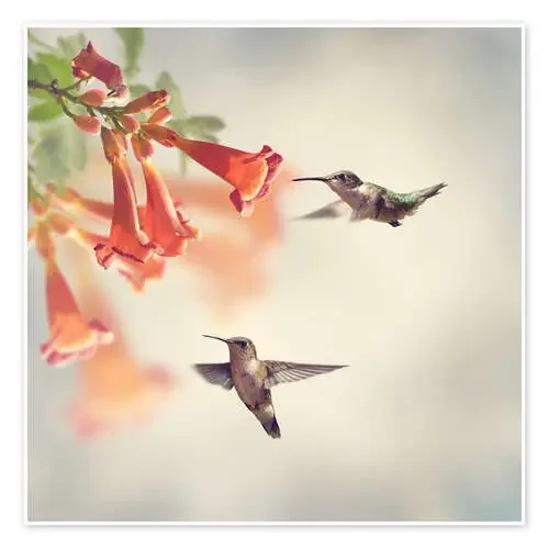 Hovering hummingbirds Editors Choice