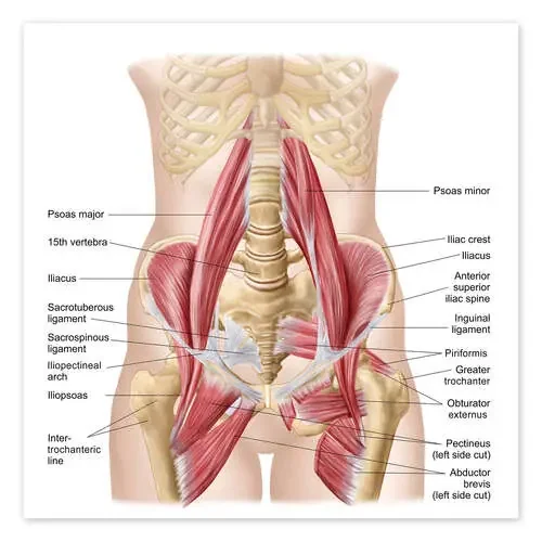 Human pelvis Stocktrek Images