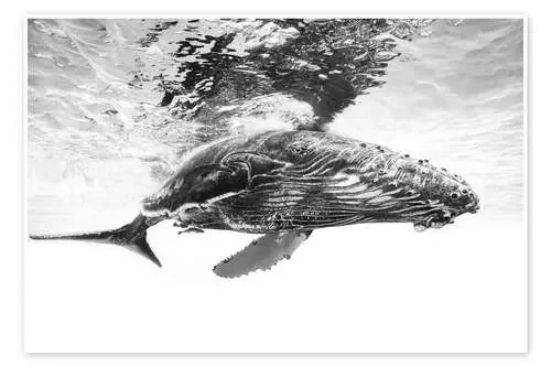 Humpback Whale Calf de Barathieu Gabriel 1x