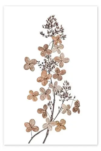 Hydrangea paniculata de Mandy Disher