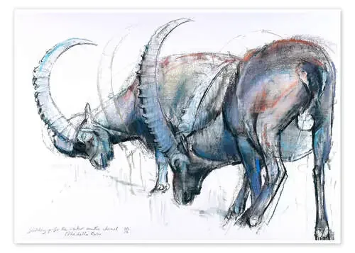 Ibex searching food de Mark Adlington Bridgeman Images