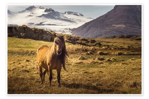 Iceland horse de Justin Schümann