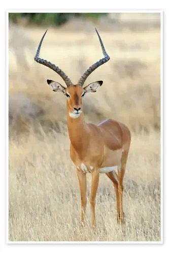 Impala antelope Editors Choice