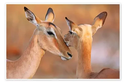 Impala friends, South Africa de wiw