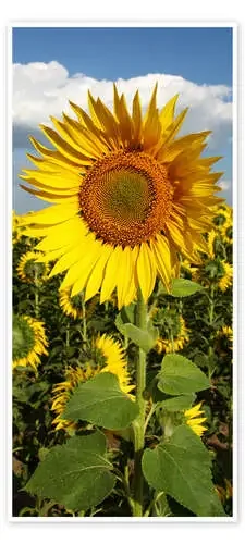 In the Sunflower Field Editors Choice