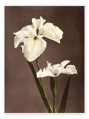 iris de Ogawa Kazumasa Master Collection