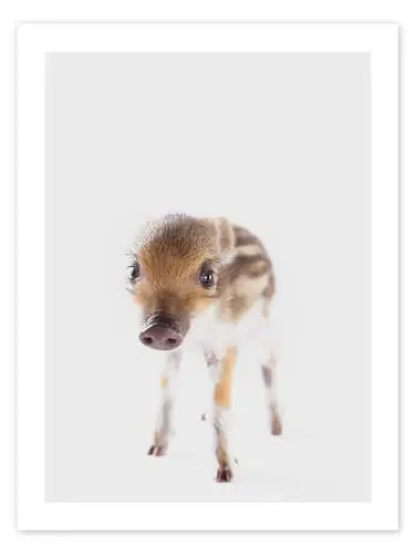 Jabato II de Animal Kids Collection Editors Choice