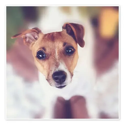 Jack Russel de Janina Bürger