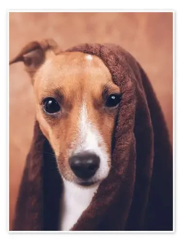 Jack Russel de Janina Bürger