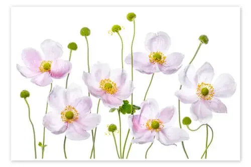 Japanese Anemones de Mandy Disher