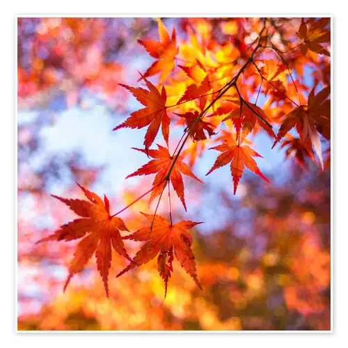 Japanese ornamental maple in Kyoto, Japan de Jan Christopher Becke