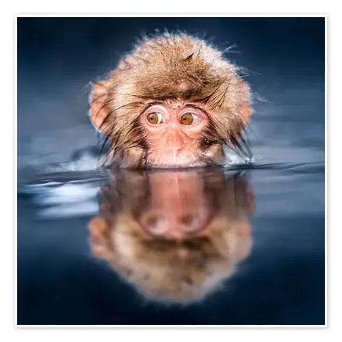 Japanese Snow monkey bathing de Jan Christopher Becke