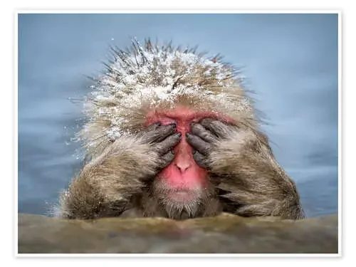 Japanese snow monkey in Jigokudani Monkey Park while bathing de Jan Christopher Becke