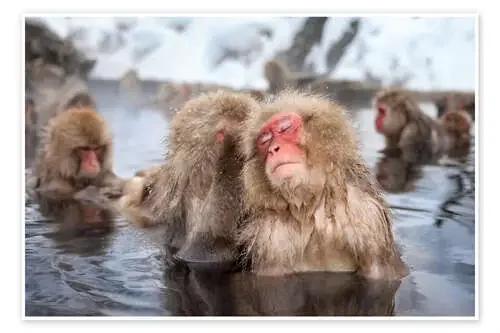 Japanese Snow Monkeys in Nagano de Jan Christopher Becke
