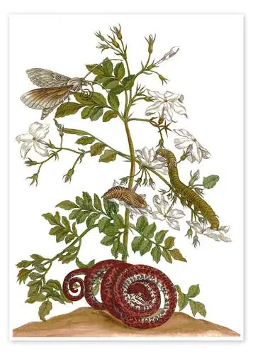 Jazmín y la metamorfosis de una mariposa de Maria Sibylla Merian Master Collection