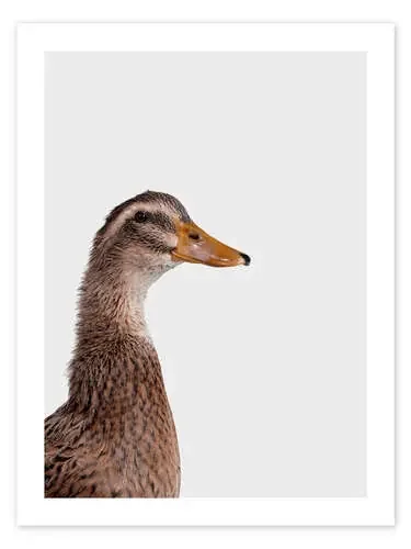 Jolly Duck de Animal Kids Collection Editors Choice