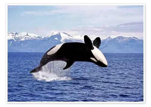 Killer Whale, leaping, Canada de Gérard Lacz imageBROKER