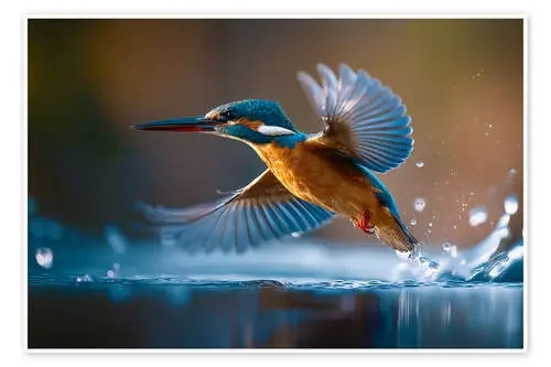 Kingfisher at the river de Christian Müringer