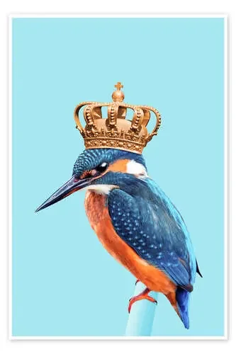 KINGFISHER de Jonas Loose