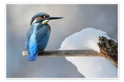 Kingfisher de WildlifePhotography