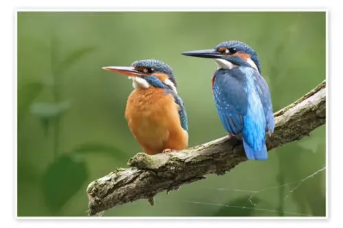 Kingfisher Germany de WildlifePhotography