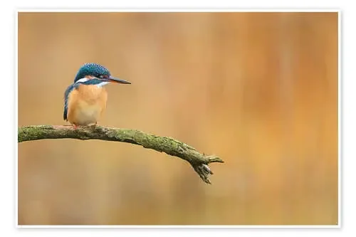Kingfisher in autumn de Dieter Meyrl