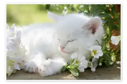 Kitten asleep in bushes de Greg Cuddiford MGL Licensing