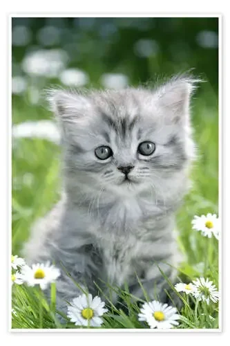 Kitten in garden de Greg Cuddiford MGL Licensing