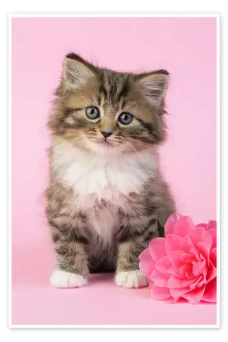 Kitten with flower de Greg Cuddiford MGL Licensing