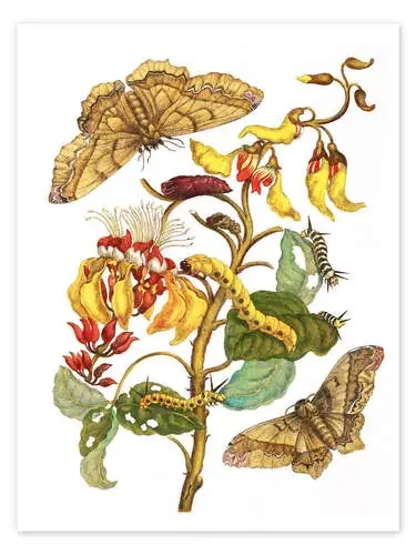 La eritrina y los gusanos de seda de Maria Sibylla Merian Master Collection