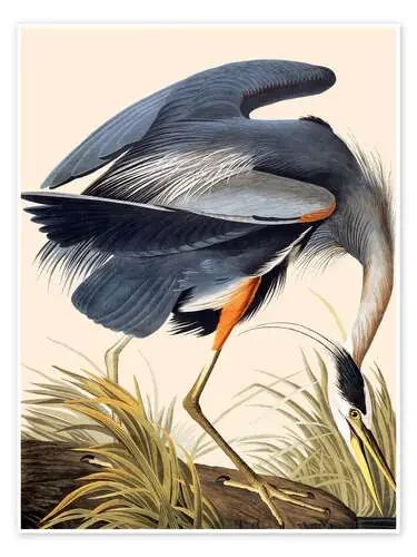 La garza real II de John James Audubon Master Collection