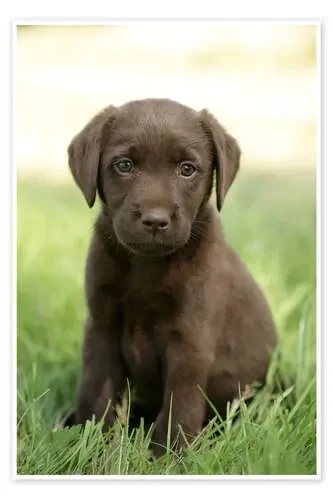 Labrador pup on grass de Greg Cuddiford MGL Licensing