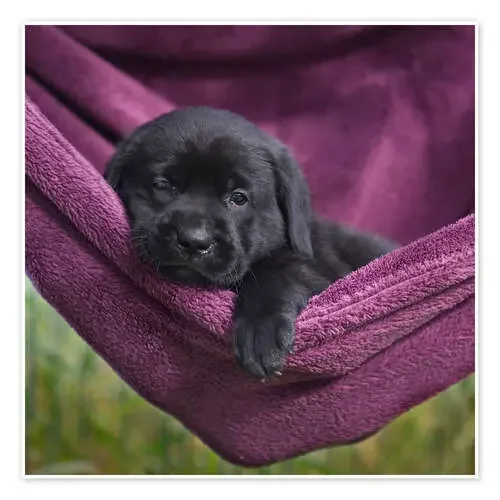 Labrador Puppy IV de Heidi Bollich