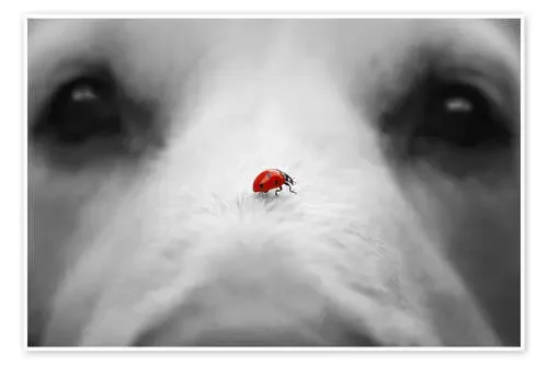 Ladybug on Dog Nose de Gabi Stickler