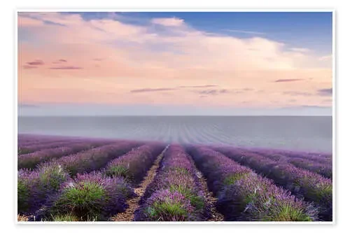 Landscape lavender field in summer at sunrise, Provence, France de Matteo Colombo