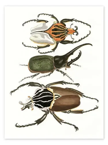 Large and rare beetles de German School Bridgeman Images