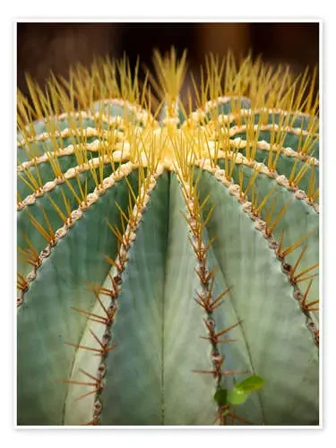 Large round cactus Editors Choice