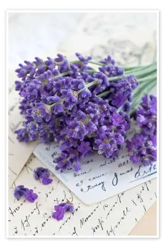 Lavanda I de Andrea Haase Foto
