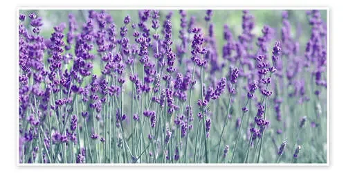 Lavender field de Atteloi