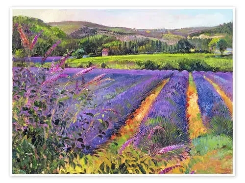 Lavender field de Timothy Easton Bridgeman Images