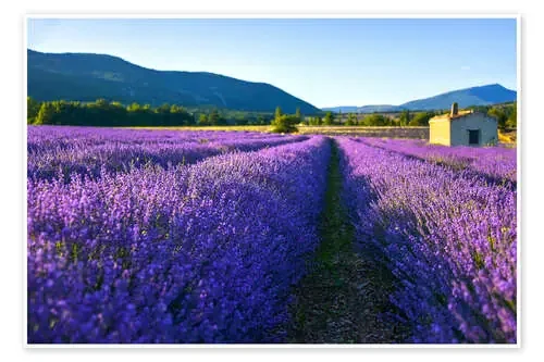 Lavender field with hut de Jürgen Feuerer