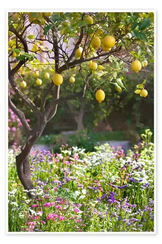 Lemon Tree in Sicily de Jones & Shimlock Danita Delimont