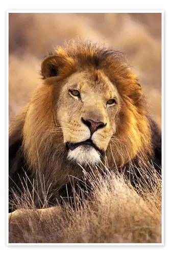 León macho en la hierba de Stuart Westmorland Danita Delimont