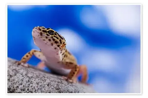 Leopard Gecko on Blue Editors Choice