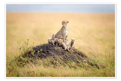 Leopard mother de Ted Taylor 1x