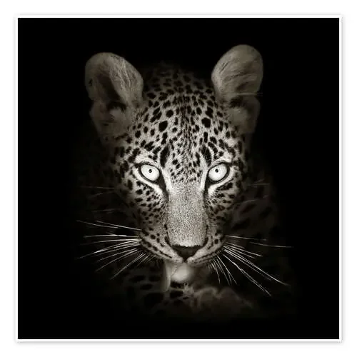 Leopard portrait licking it‘s paw de Johan Swanepoel