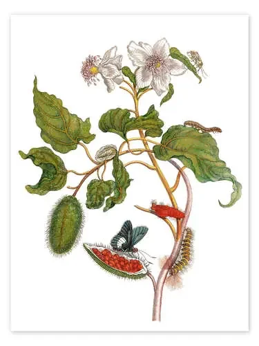 lepidoptera metamorphosis de Maria Sibylla Merian Master Collection